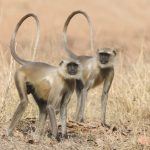 Tails in the air and looking like twins - Grey Langurs in Tadoba