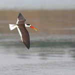 Bird photography on the Chambal with Wild Images