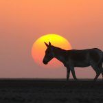 Photography of one of the world's rarest wild asses with Wild Images