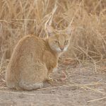Jungle Cat portrait