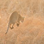 Photographing hunting Jungle Cats is very difficult but not impossible