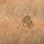 Hunting Jungle Cat in Blackbuck Reserve