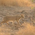 A Jungle Cat in the early morning light at Velavadar