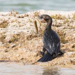 Bird photography on the Chambal River with Wild Images