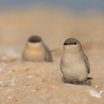 The Chambal River is amazing for wildlife photography