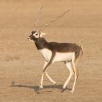 Blackbuck Reserve photography with Wild Images