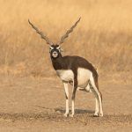 A male Blackbuck marks his territory in Velavadar