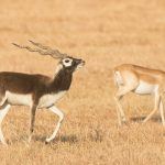 Blackbucks at the beautiful Blackbuck Reserve in Velavadar