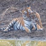 Photography tigers is the highlight of safaris in Tadoba