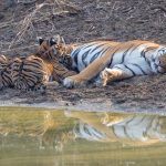 Maya is truly an amazing tigress of Tadoba