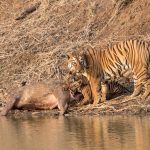 Tiger photography in Tadoba with Wild Images Photo Tours