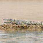 Wildlife photography on the Chambal River is fantastic