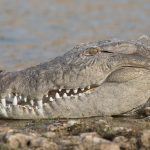 Crocodile smile. A mugger crocodile poses for photographs on the Chambal River