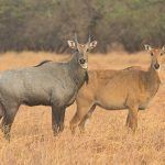 Wildlife photography at Velavadar with Wild Images