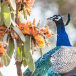 Peacock photography in India with Wild Images
