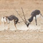 Rutting Blackbucks in Velavadar are incredible for photography