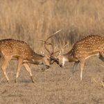 On the Wild Images Indian Wildlife Spectacular you may be lucky to see rutting Spotted Deer