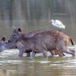 Wildlife photography at Tadoba can include Sambhar Deer and other species