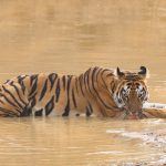 Tigers are the highlight of the Wild Images Indian Wildlife Spectacular Tour