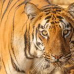 Tiger photography at Tadoba Andhari Nature Reserve with Wild Images Photo Tours