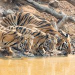 Drinking tigers look like a sea of stripes in Tadoba