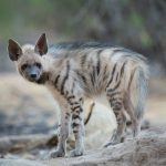 Striped Hyenas are a highlight of any photography tour in the Little Rann of Kutch