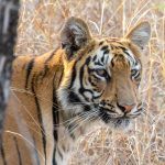 Tiger cub photography in Tadoba
