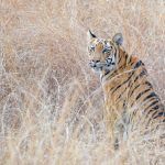 Tiger photography in India is incredible