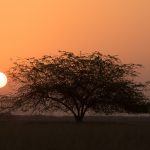 The sun rises through the acacia trees in the stunning Blackbuck Nature Reserve at Velavadar