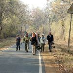 Dhole Photography with Wild Images