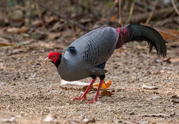 Siamese Fireback male