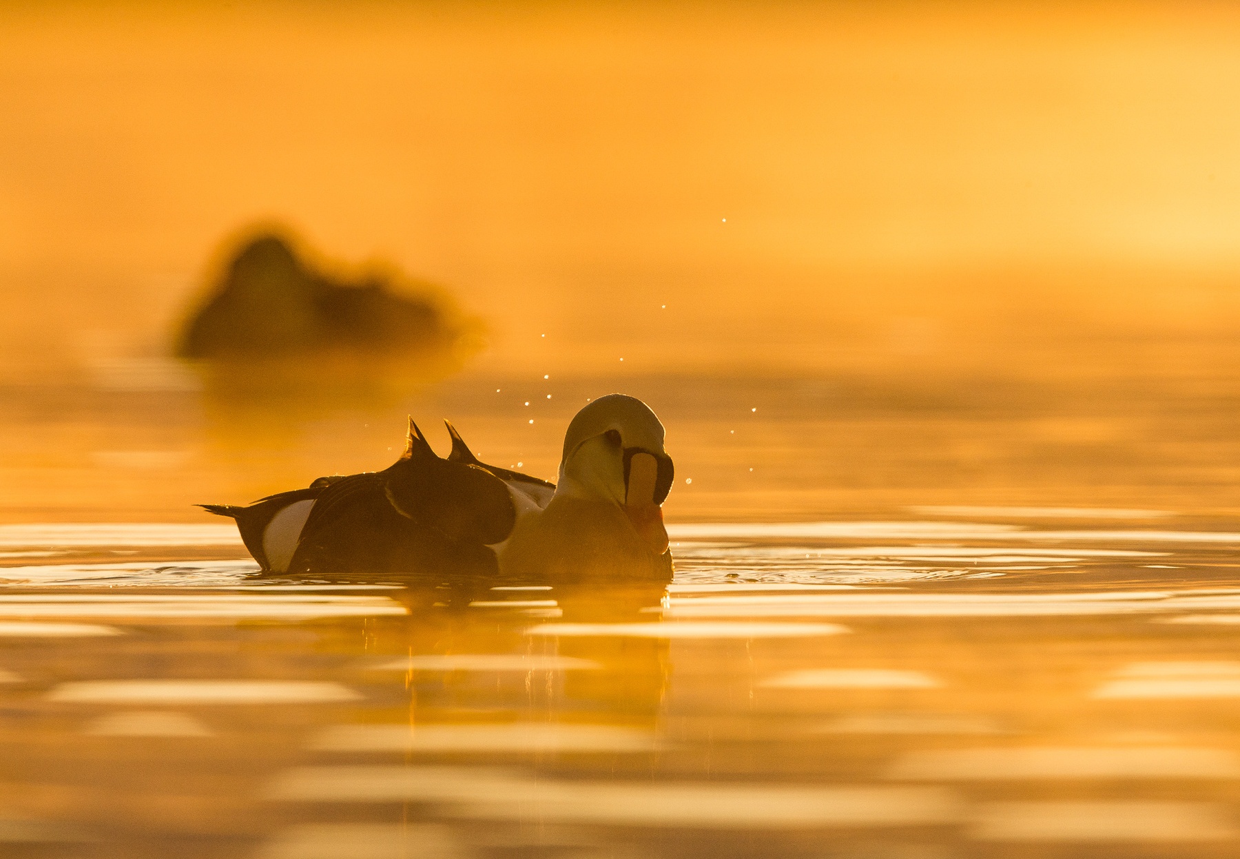 King Eider male in the golden glow of sunrise in northern Norway
