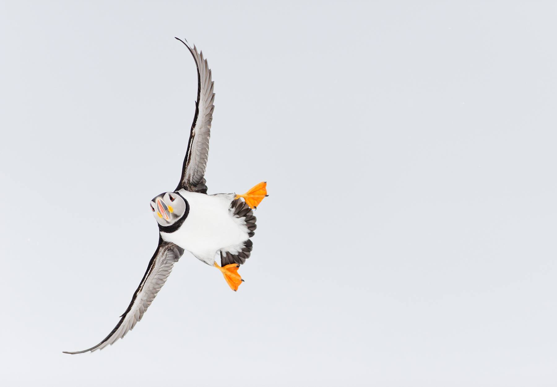 Atlantic Puffin in flight