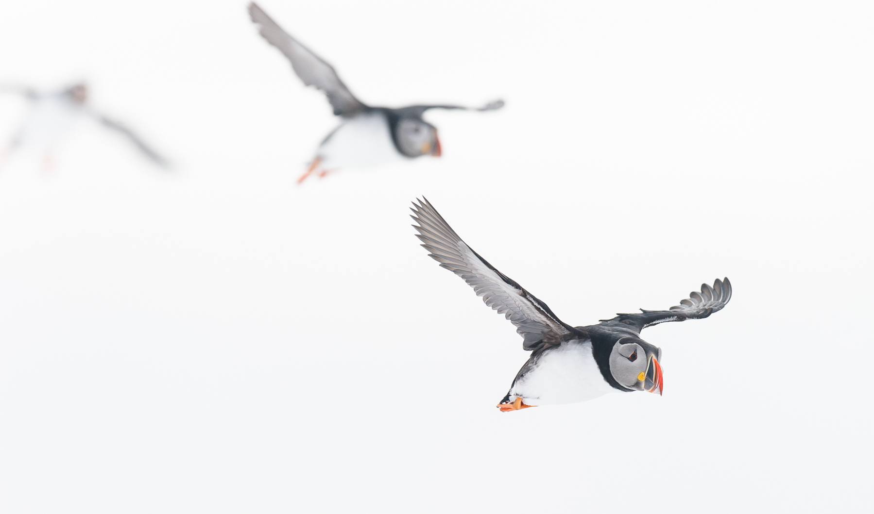 Atlantic Puffins in flight against the snow, Finnmark, northern Norway