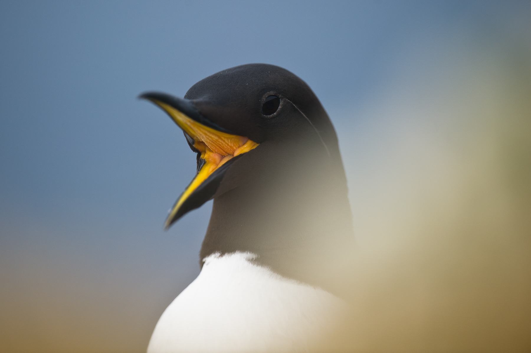 Common Guillemot (or Common Murre) portrait, Finnmark, northern Norway