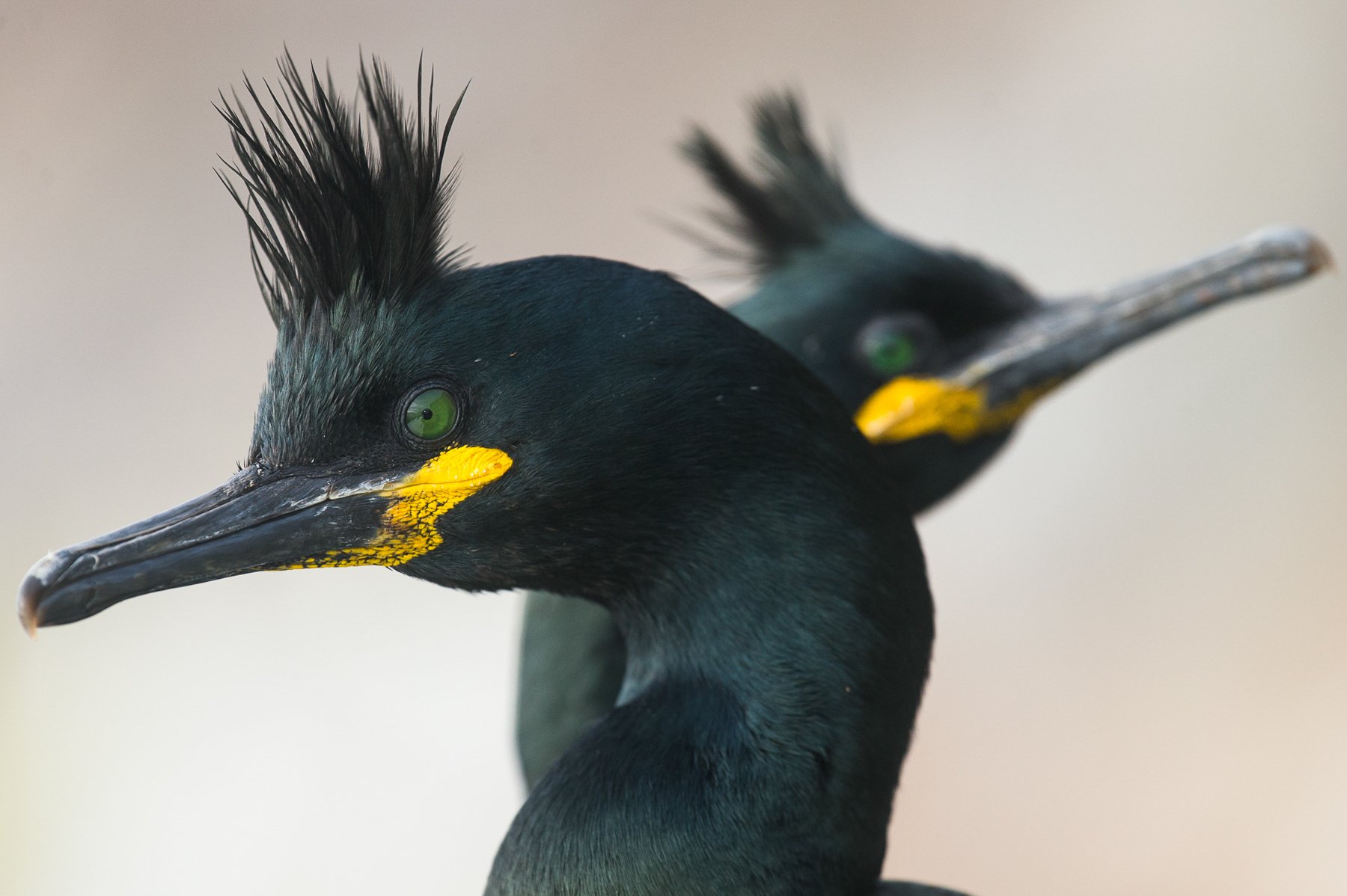 Portrait of European Shags, northern Norway