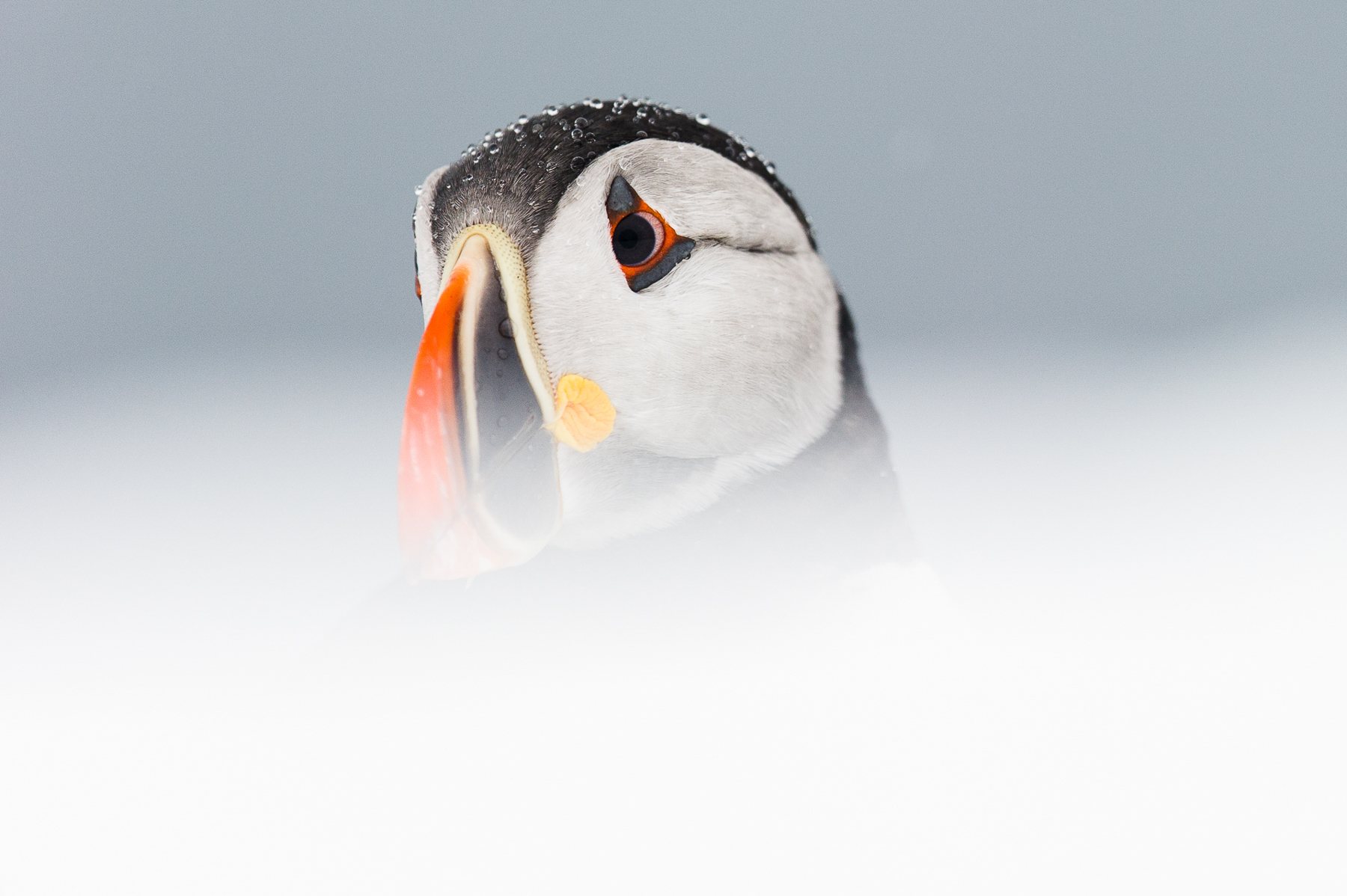 Atlantic Puffin portrait amidst the snow in northern Norway