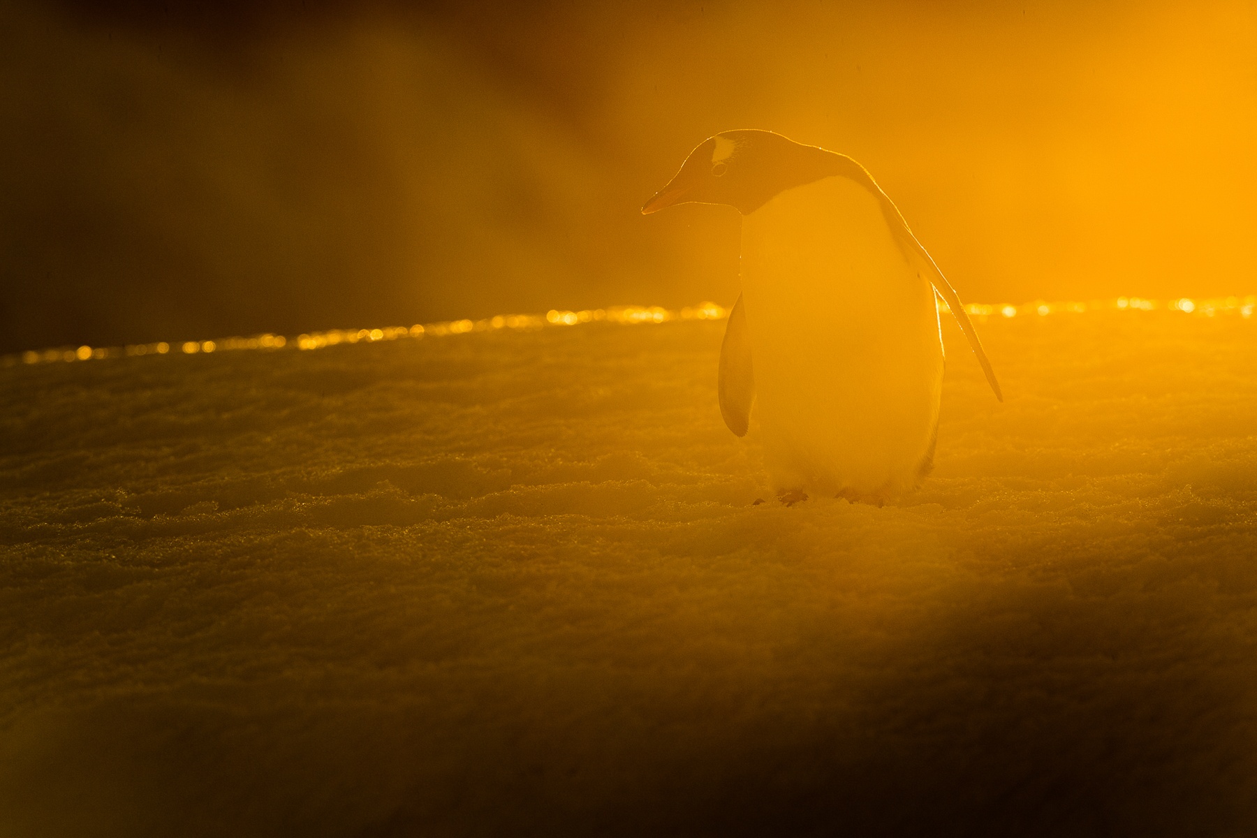 A Gentoo Penguin in the early morning light