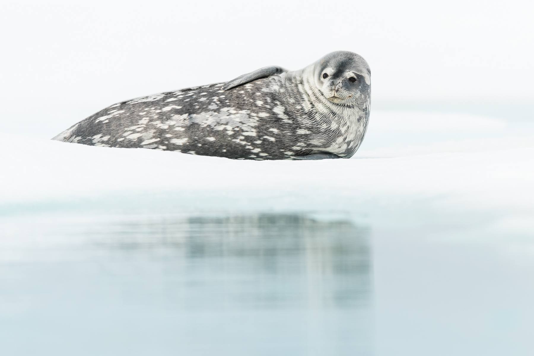 Weddell Seal portrait