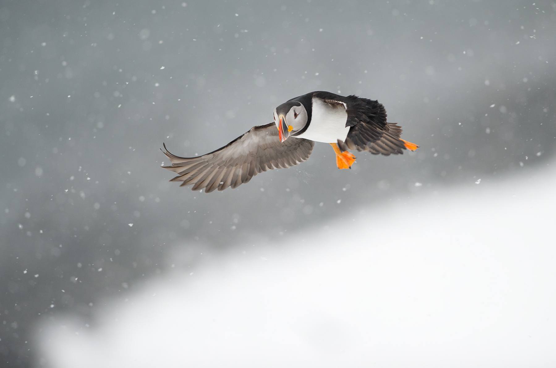 Atlantic Puffins return to Hornøya in early spring when snowfall is still regular
