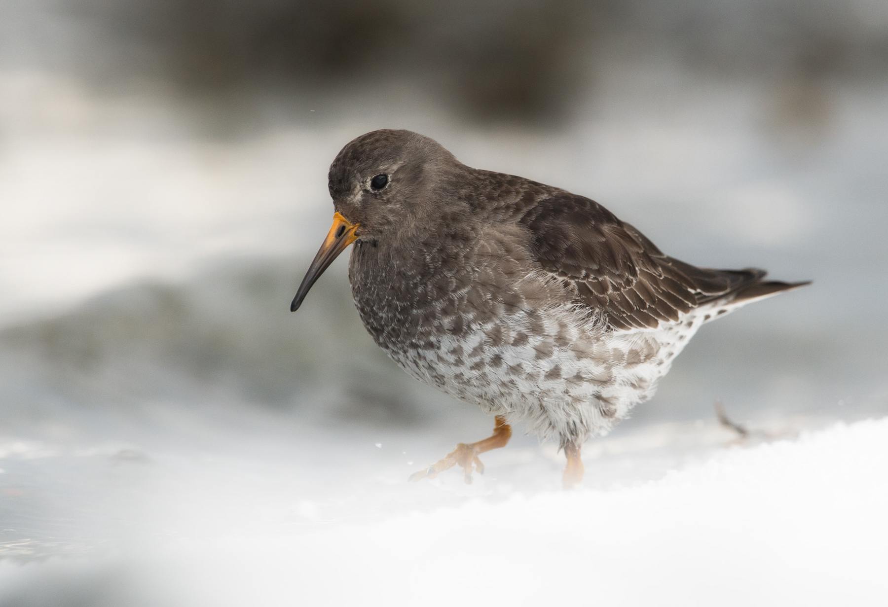 The hardy Purple Sandpiper is the only shorebird to winter at Varanger, Finnmark, northern Norway