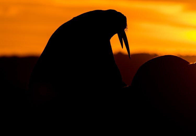 A male Walrus at sunset