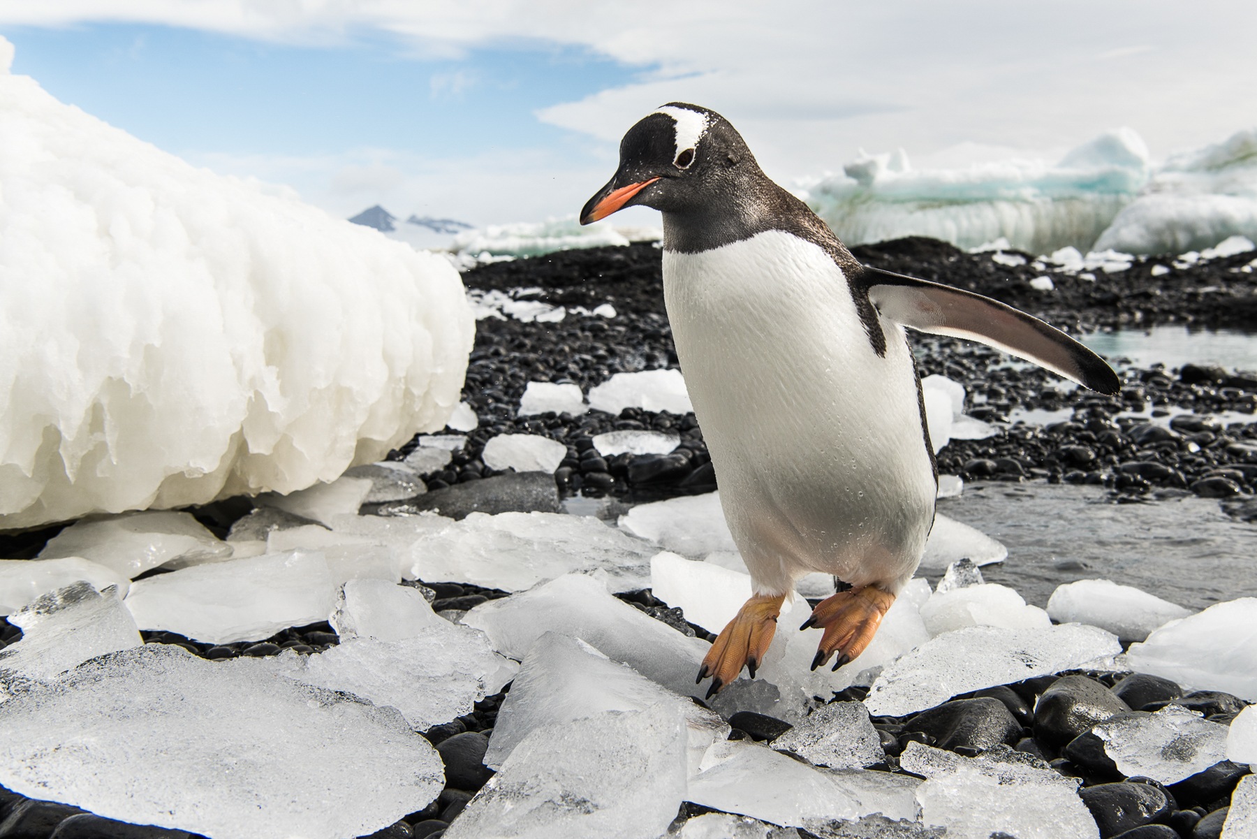 A Gentoo Penguin comes ashore en route to its colony