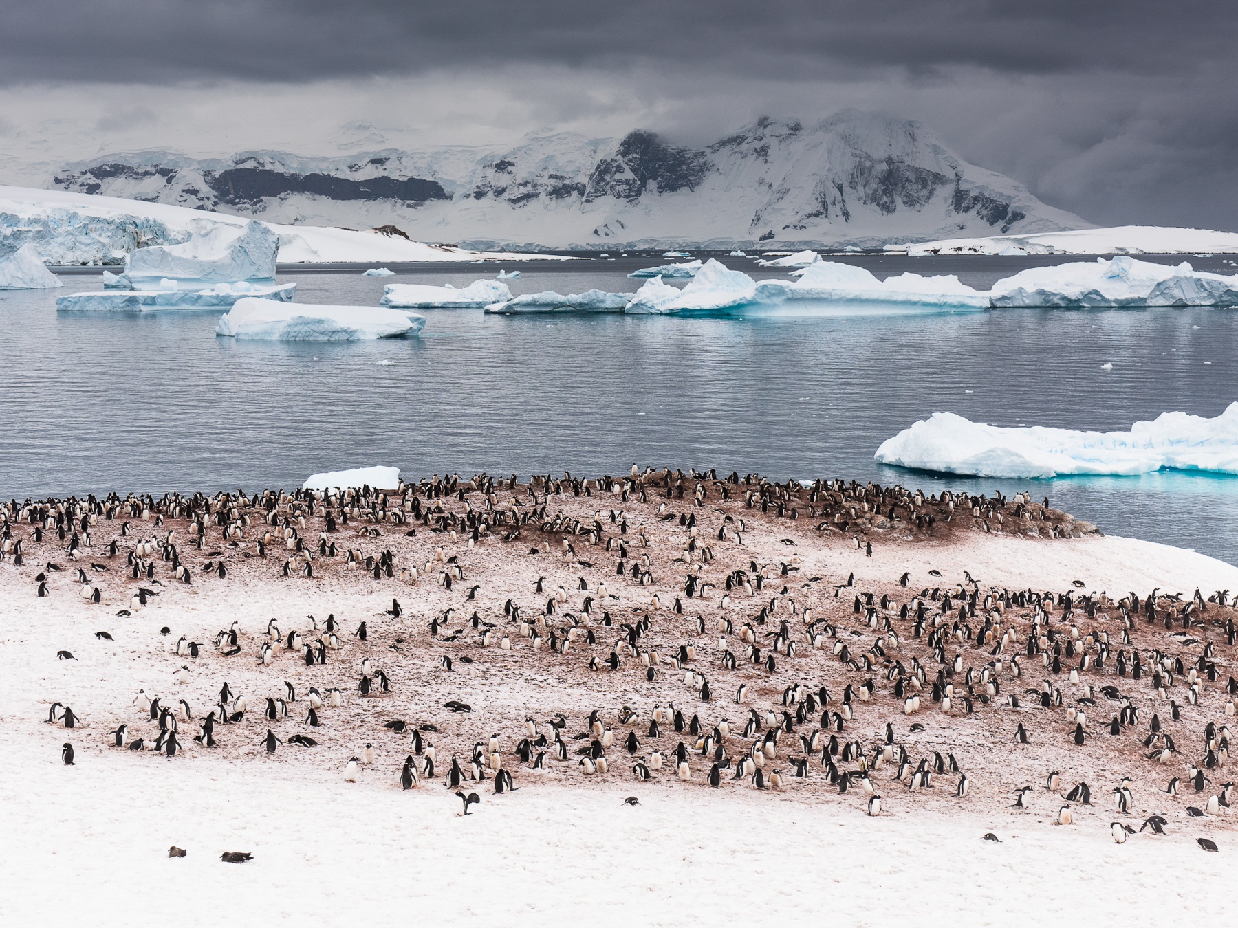 A colony of Gentoo Penguins in Antarctica