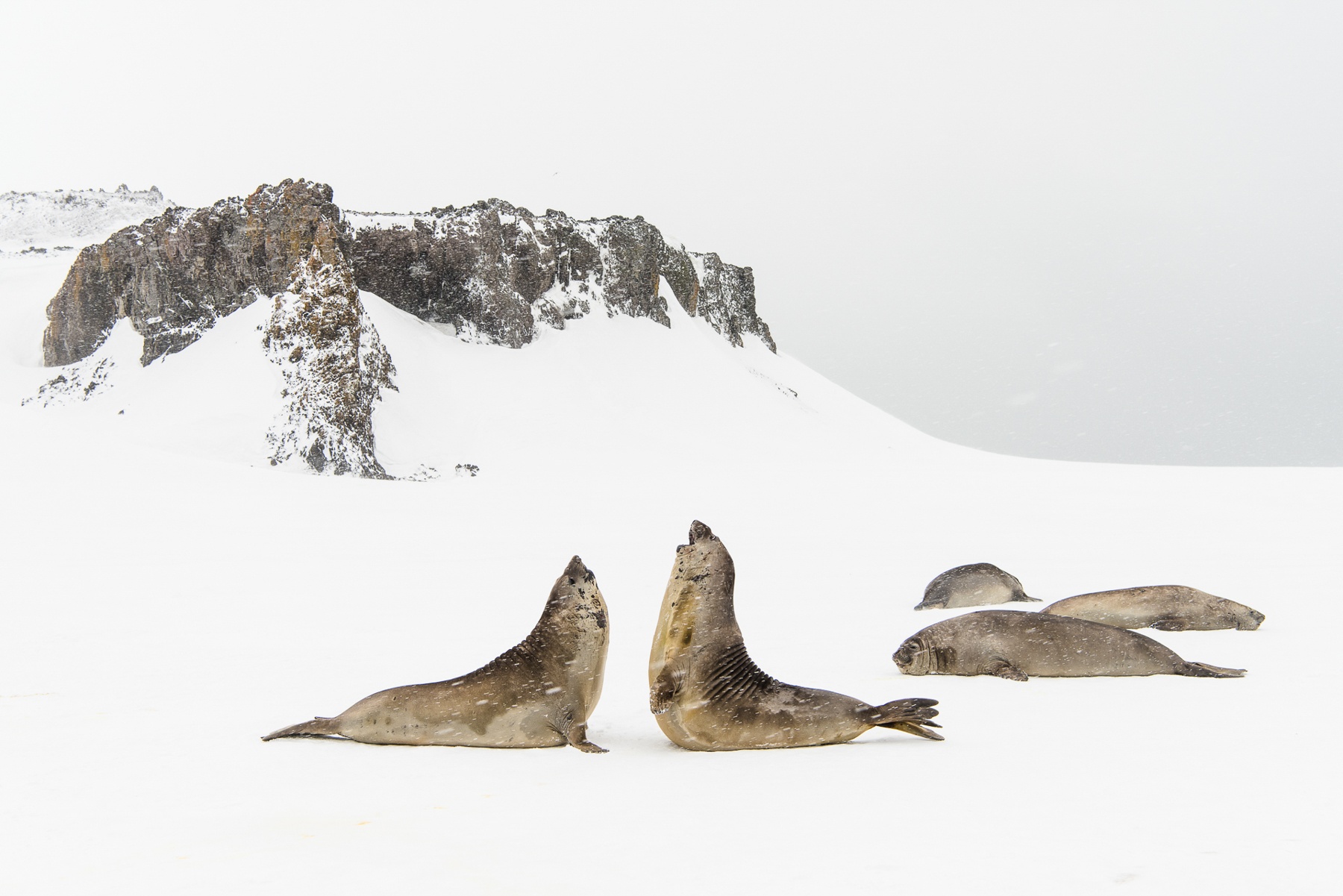 Young male Southern Elephant Seals practice the battle skills they will need when mature