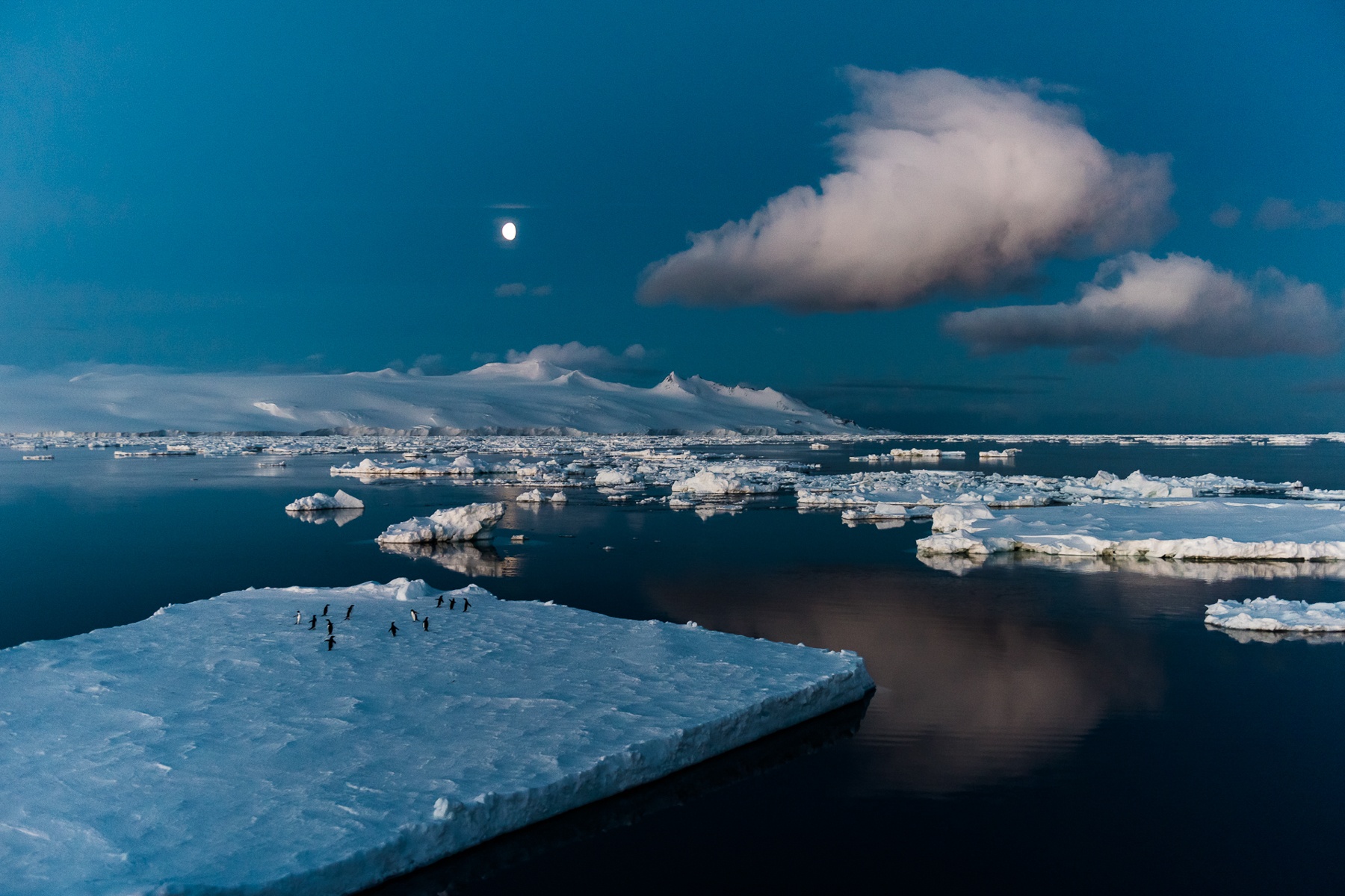 Penguins on an ice-floe are dwarfed by the sweeping landscape of Antarctica