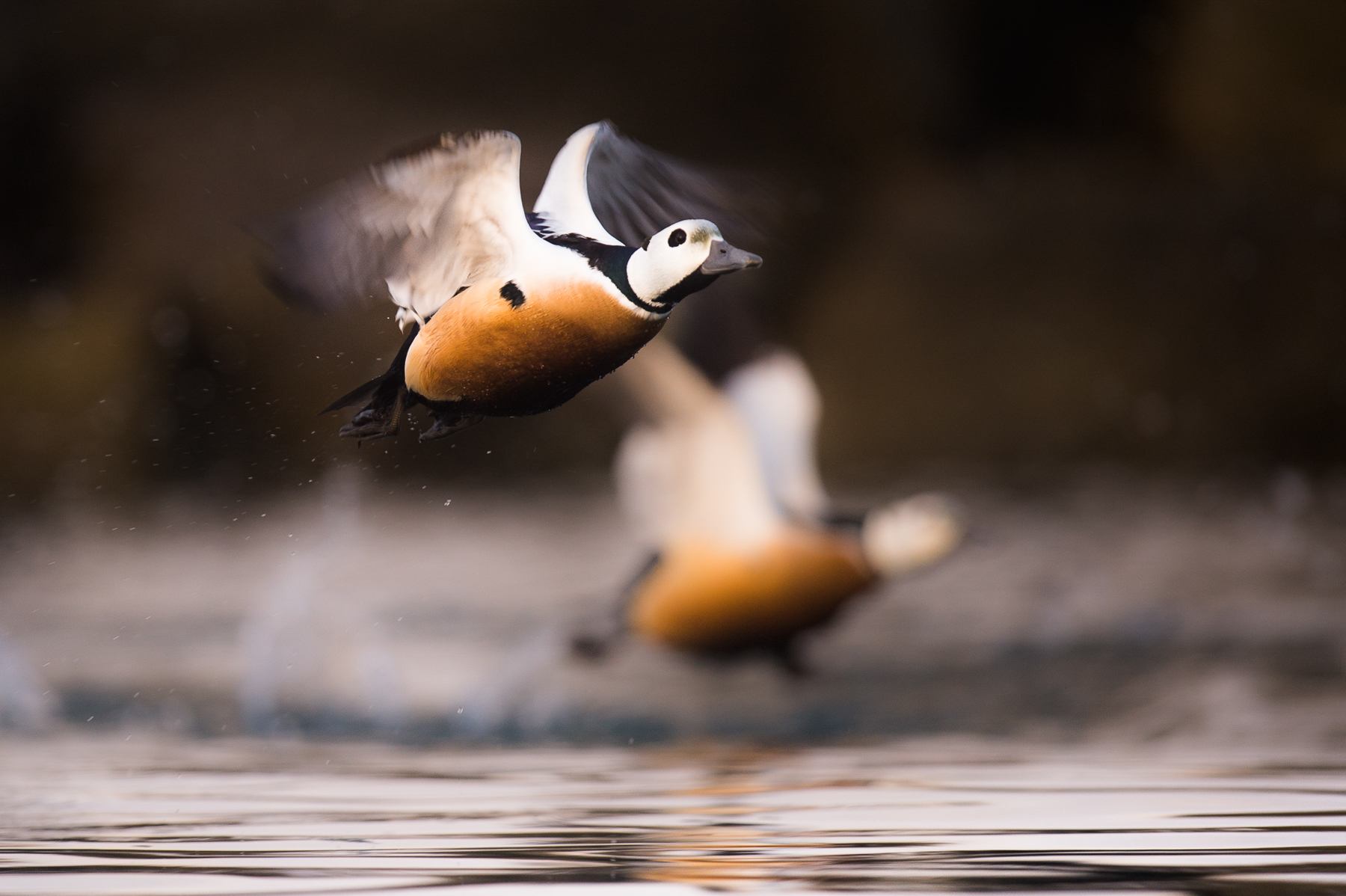 Steller's Eiders take to the air