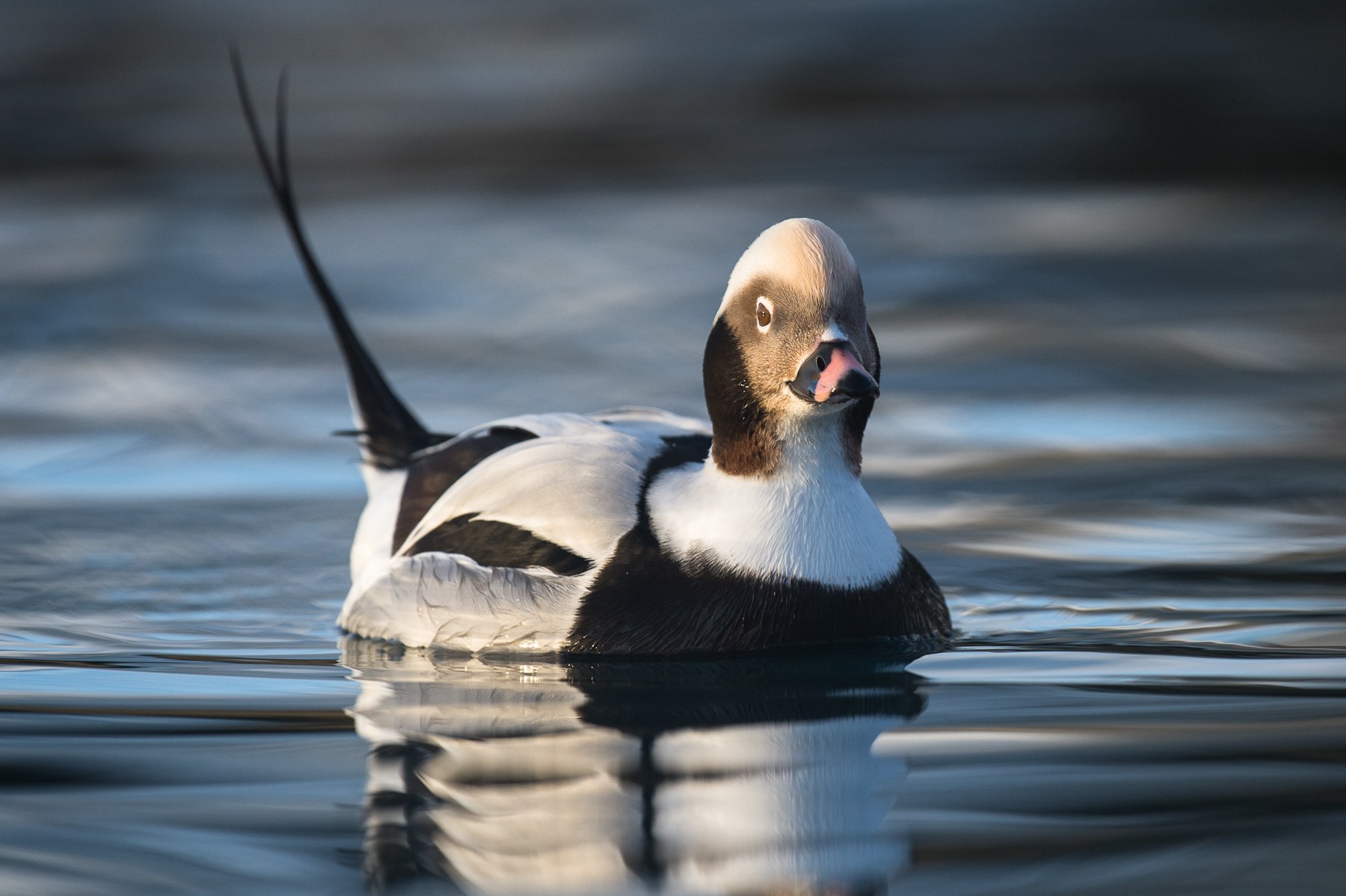 A handsopme male Long-tailed Duck in winter plumage, northern Norway