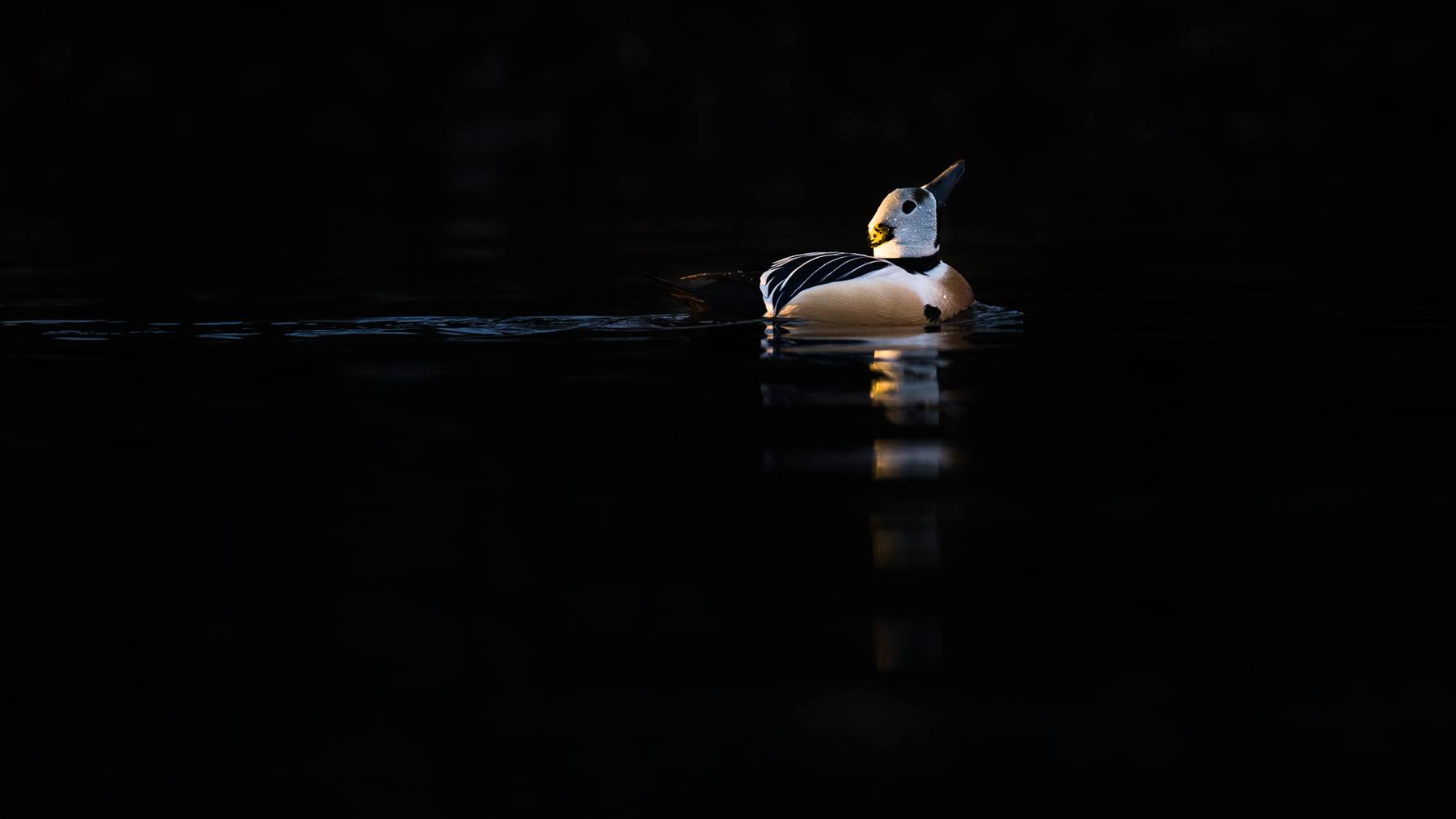 A male Steller's Eider streching his neck and looking to the sky as the last rays of sun shines on his back in northern Norway