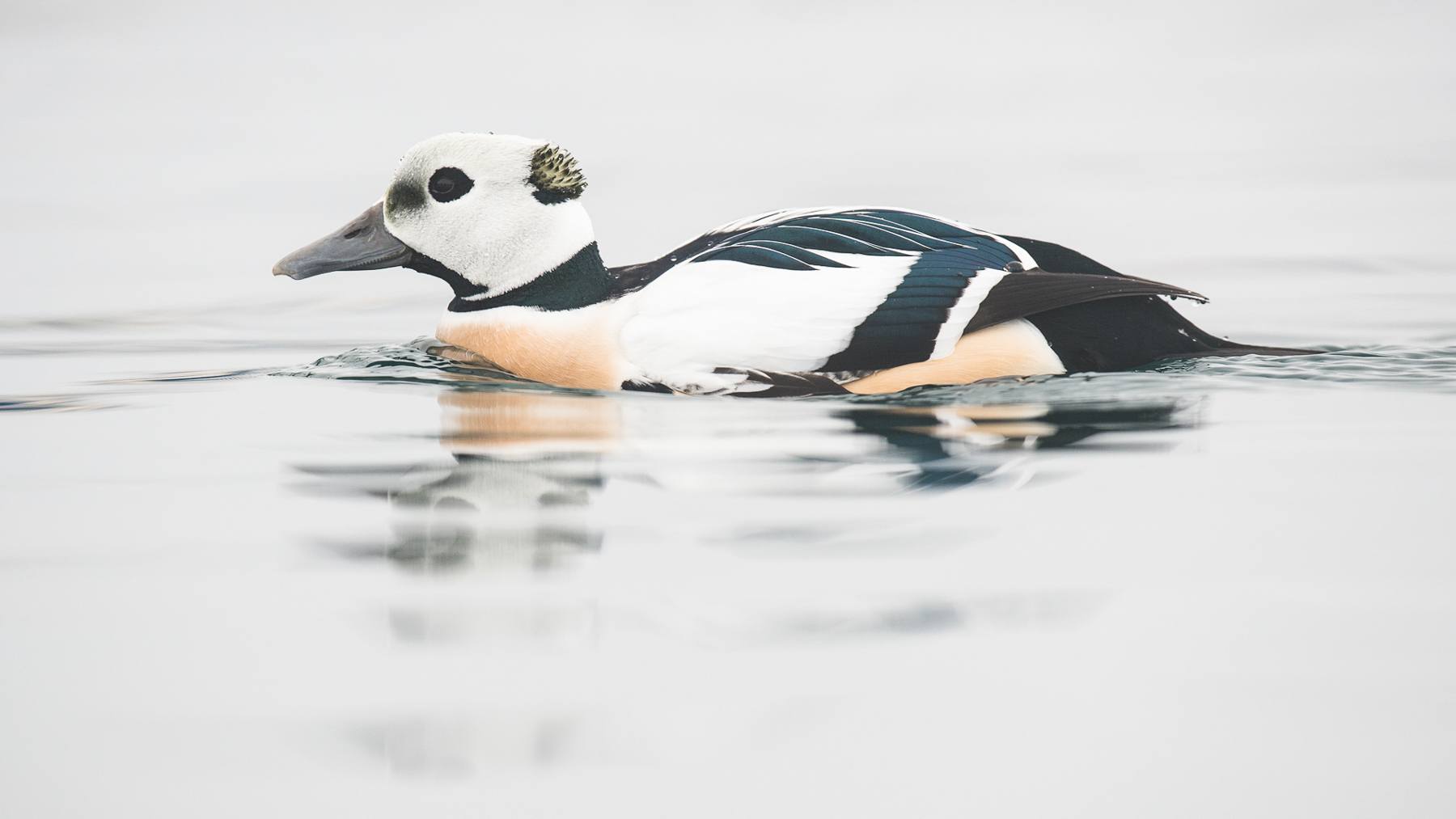 A beautiful male Steller's Eider in northern Norway